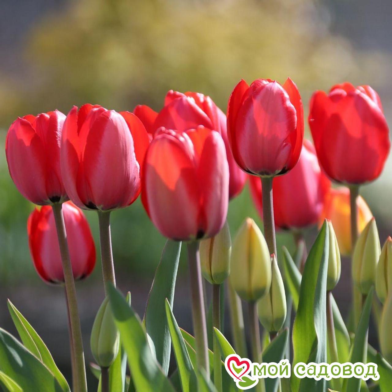 Тюльпан Фостери Кинг