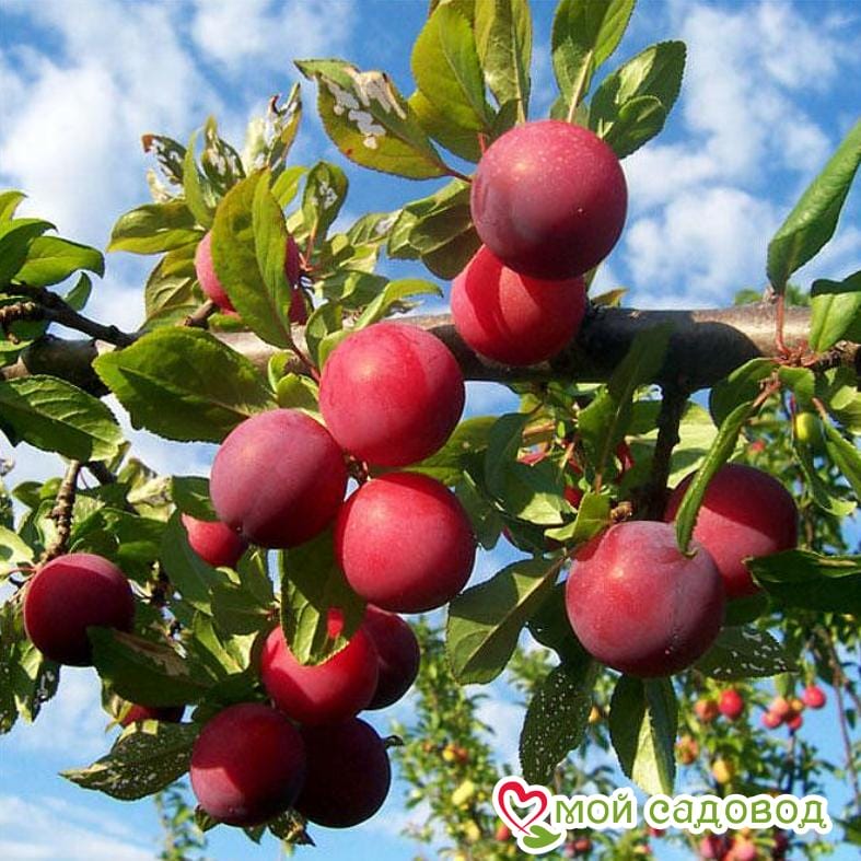 Слива Оцарк Премьер