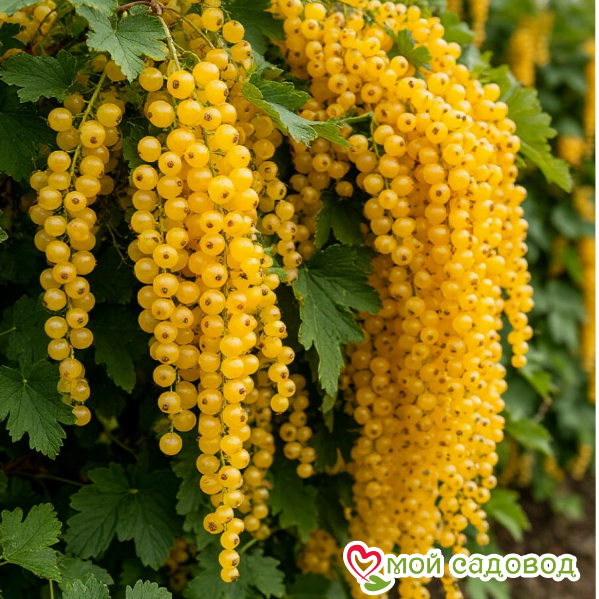 Смородина Шелковая