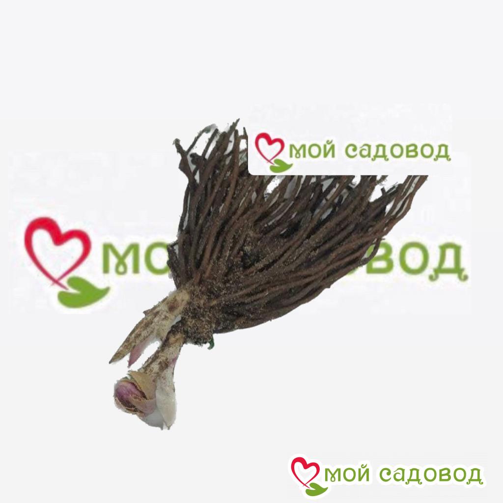 Хоста Вудлен Роуз